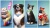 Sims 4 + Sims 4 кошки и собаки[Б.У ИГРЫ PLAY STATION 4]